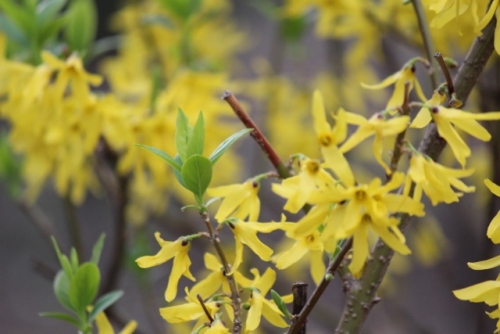 IMG_8202 (640x427).jpg