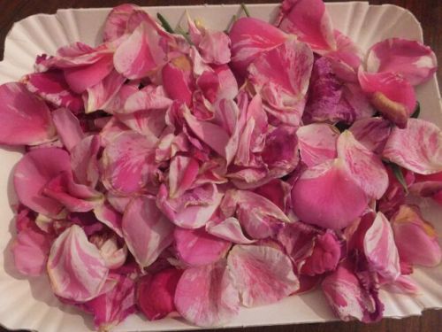 28 mercoledi petali rosa.jpg