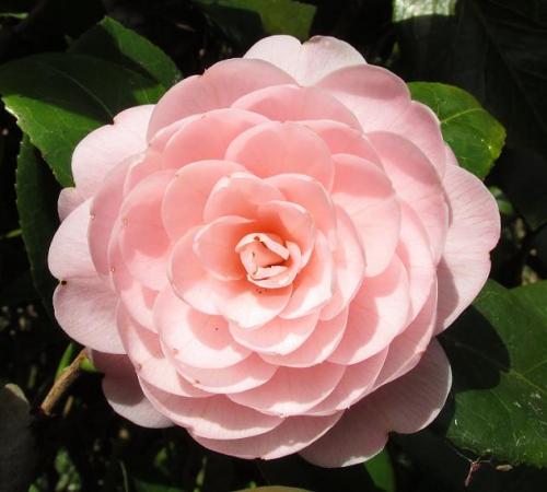 20150228 乙女椿2.jpg