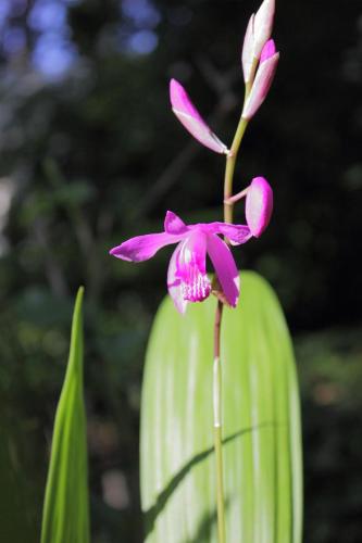 20160429 シラン6.jpg