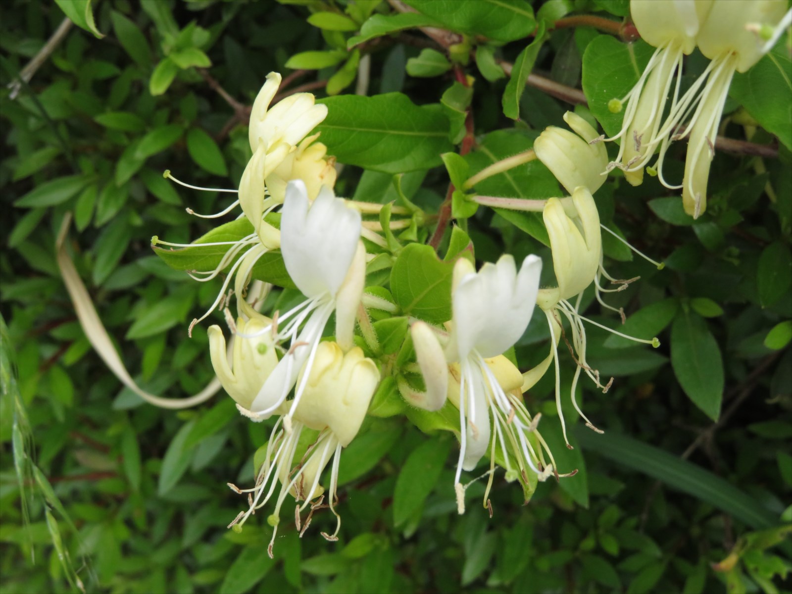 名も知らぬつる草の花 5月17日 ニンニク父さんのブログ 楽天ブログ