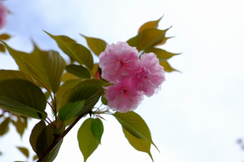 CHERRY BLOSSOM 18.Apr.2017 SHIBA RIKYU-2.jpg