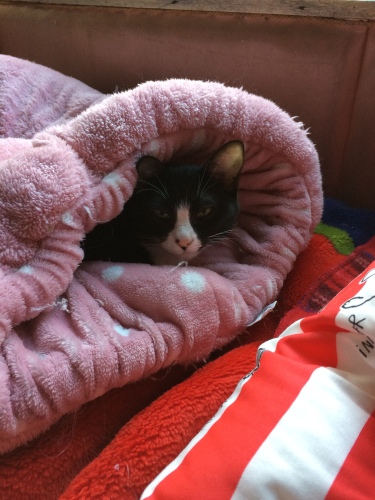 IMG_0826 - コピー.JPG