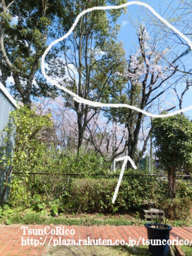 庭でお花見2015 (5).JPG