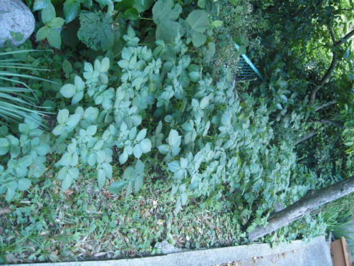 DSCI0055.JPG