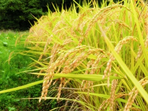 稲穂.jpg