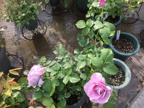 2016-05-02 16.41.11 - コピー.jpg