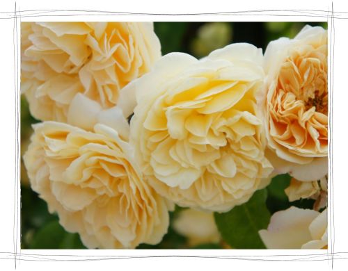 花フェスタ記念公園　岐阜　可児　バラ