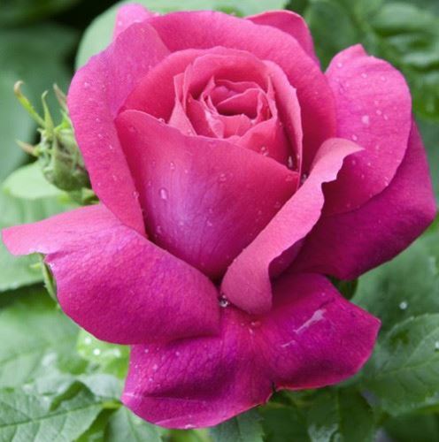 Rose Caprice de Meilland.JPG