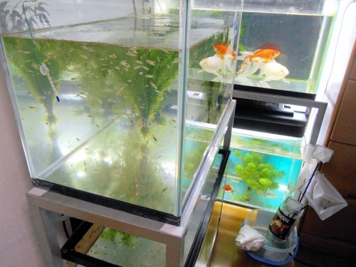 金魚繁殖水槽