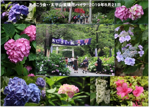 梅雨時の花 アジサイ 紫陽花 栃木太平山 としじんの つれづれ写真便り 楽天ブログ