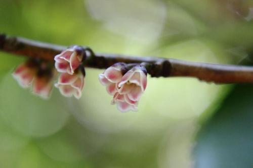 20160326 ビシャコ 赤5.jpg