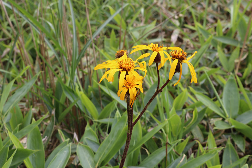 マルバダケブキ