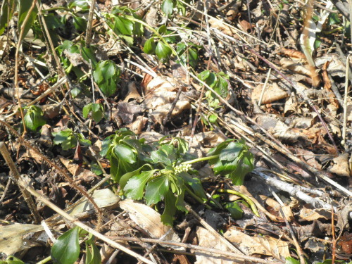 クリックで画像拡大表示