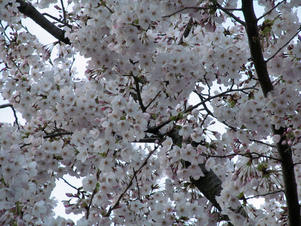 Sakura201502.JPG