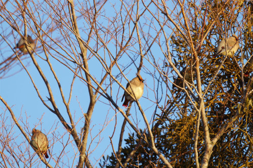 2013.01.31.03.jpg