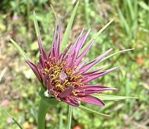 250px-Tragopogon_porrifolius_flower.jpg