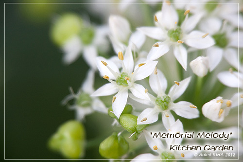 ニラの花 120927nira1.jpg