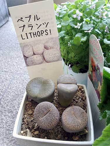 20130131ペブルプランツ.jpg