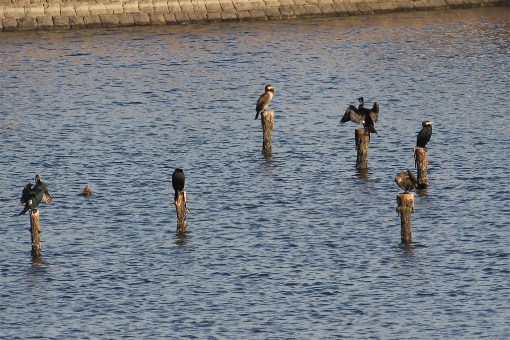 カワウ（東京港野鳥公園）