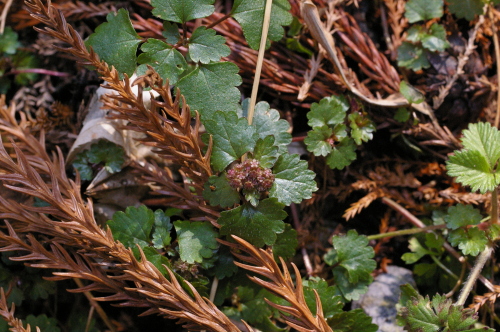 ボタンネコノメソウ