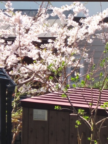 2014桜02.JPG