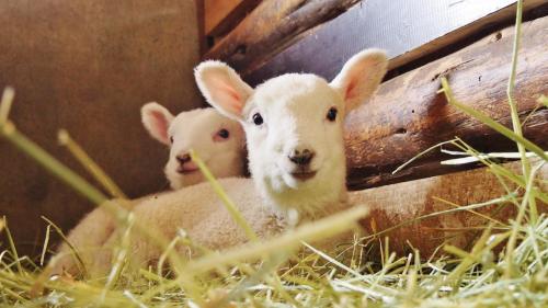 六甲山牧場羊の赤ちゃん.jpg