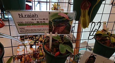 Cpcでした 僕の食虫植物日記 楽天ブログ