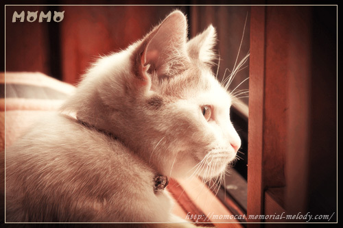 猫 ネコ マンチカンももちゃん今日の猫事情 momocat_0517-2.jpg