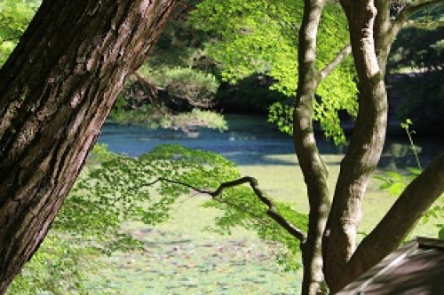 森林公園の池.JPG