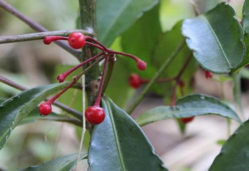 20150118 マンリョウ2.jpg