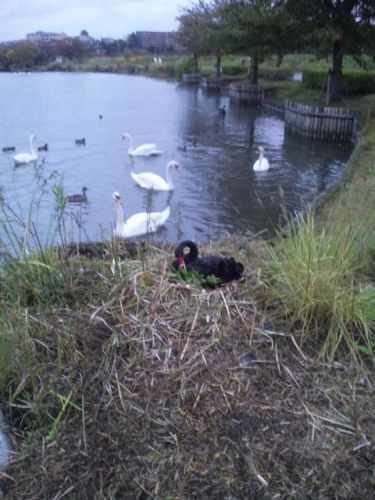黒鳥の巣