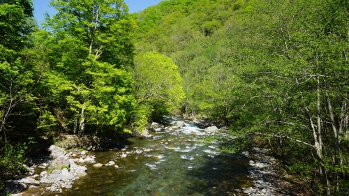 志賀高原雑魚川新緑 (1500x844).jpg