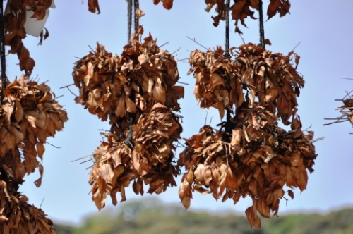 pict-松尾大社 9.jpg