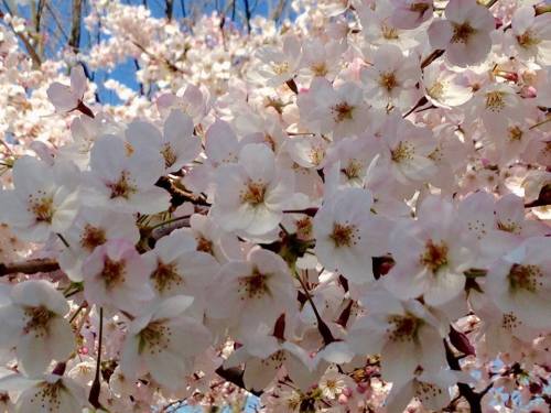 松山総合公園の桜.jpg