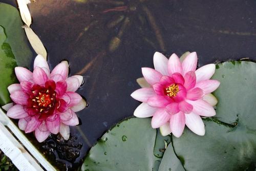 20160514 スイレン.jpg