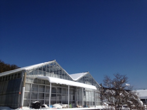 温室　雪.jpg