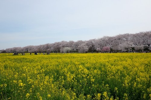 CHERRY BLOSSOM 6.Apr.2017 GONGENDOTUTUMI-3.jpg