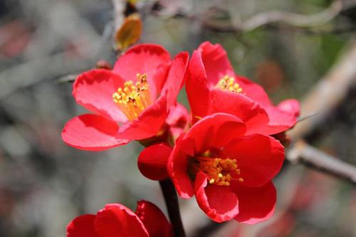 20160320 木瓜16.jpg