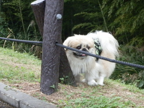 うれし