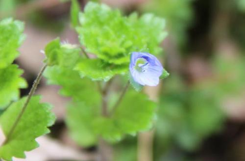 20150322 オオイヌノフグリ.jpg