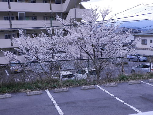 部屋からの桜.JPG