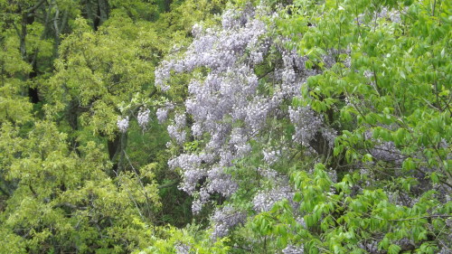 DSCF4680.jpg