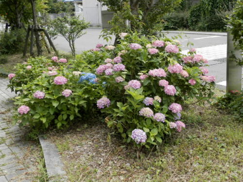 ２０１４紫陽花03.JPG