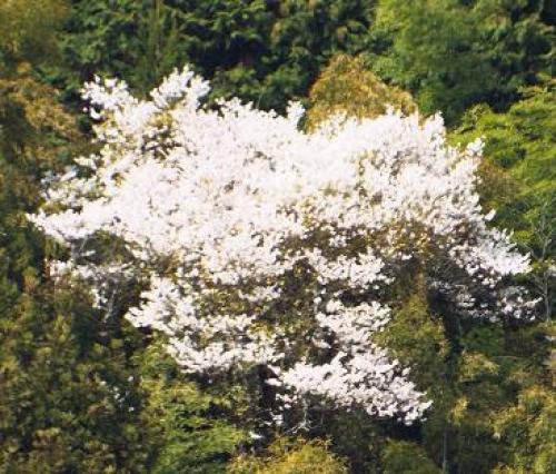 201404山桜.jpg