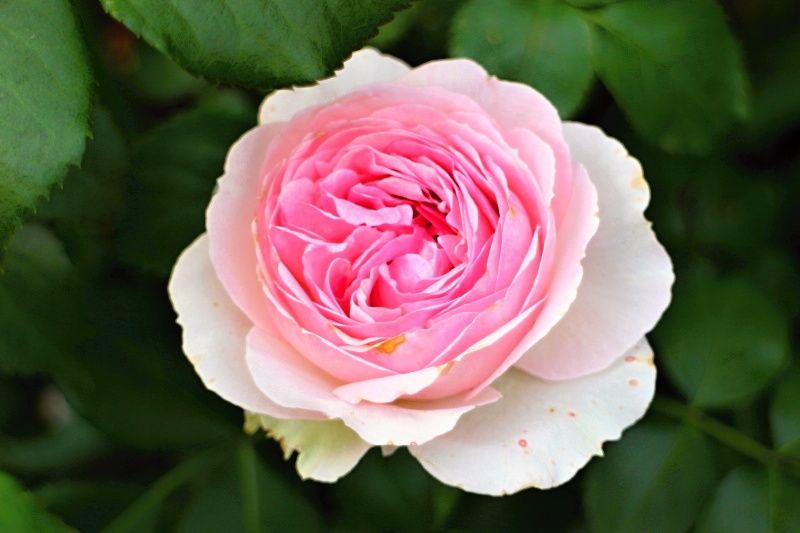 エルミタージュ バラと可愛い花たち 楽天ブログ