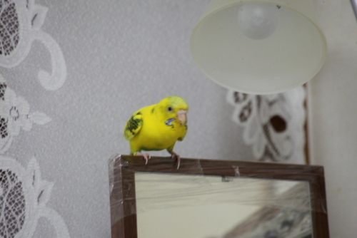 IMG_3447 - コピー.JPG