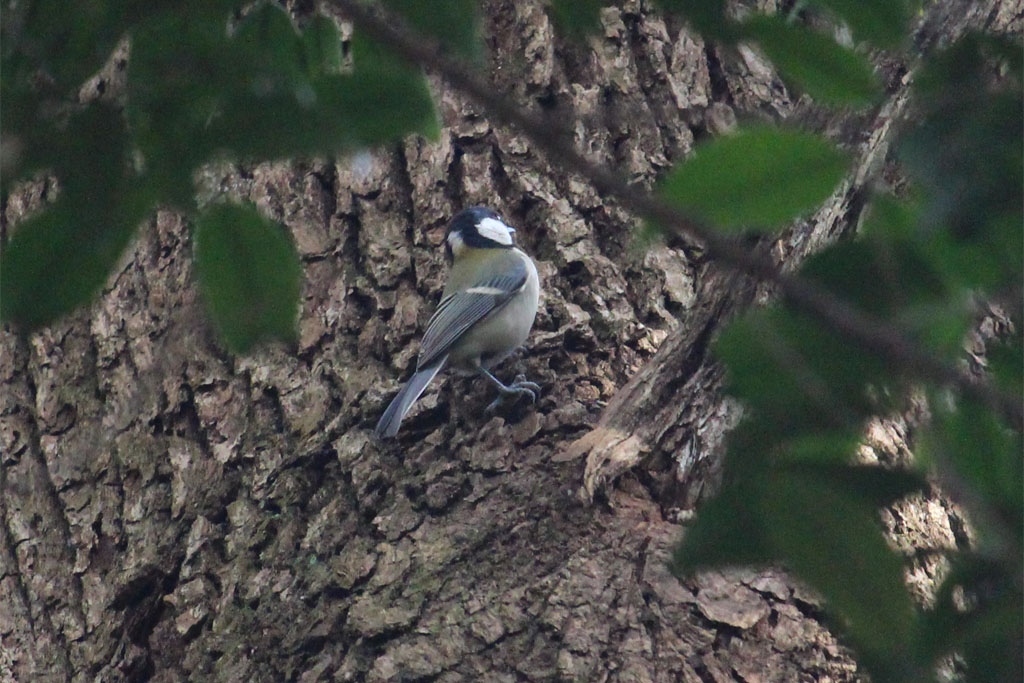 シジュウカラ（明治神宮）