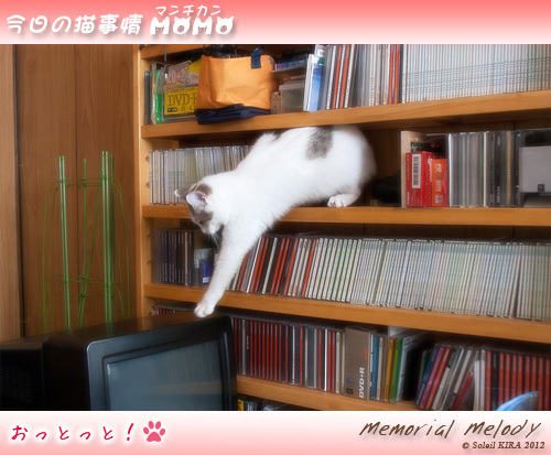 猫 ネコ マンチカンももちゃん今日の猫事情 munchkin_momo120415.jpg