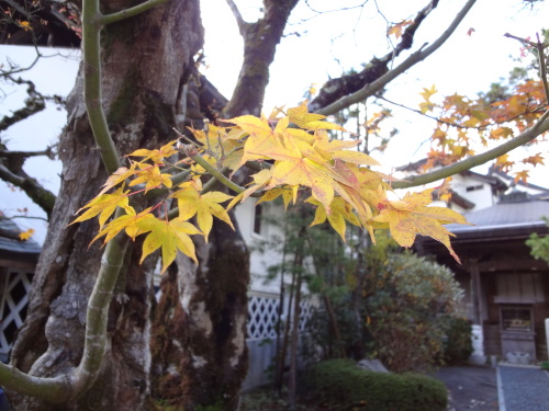 DSC03617.JPG